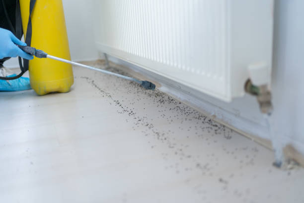 Best Rat Extermination Near Me  in Gravette, AR